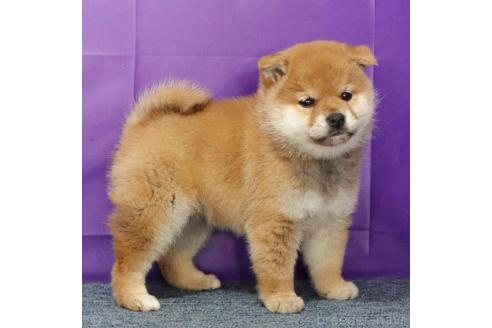 成約済の愛知県の柴犬-363752の4枚目